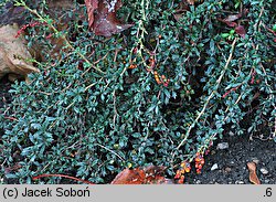 Berberis ×stenophylla (berberys wąskolistny)