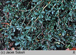 Berberis ×stenophylla (berberys wąskolistny)