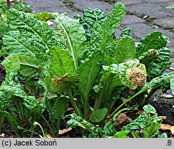 Beta vulgaris var. cicla (burak liściowy)