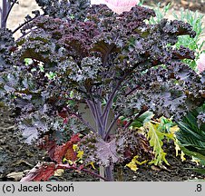 Brassica oleracea ssp. acephala var. sabellica (kapusta warzywna jarmuż)