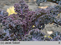 Brassica oleracea ssp. acephala var. sabellica (kapusta warzywna jarmuż)