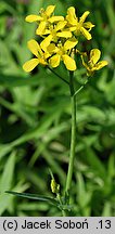 Brassica rapa ssp. nipposinica (kapusta japońska)