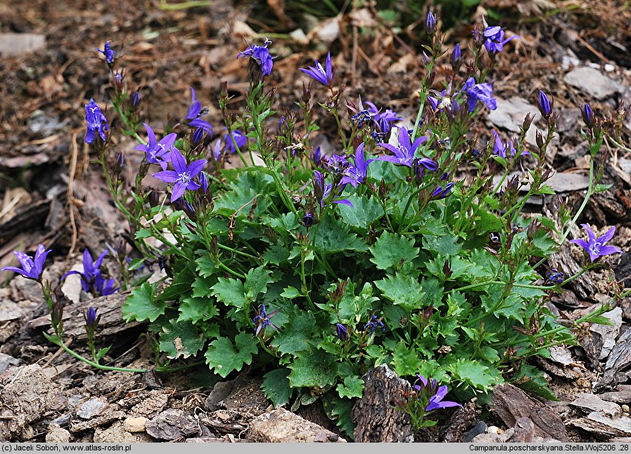 Campanula poscharskyana Stella