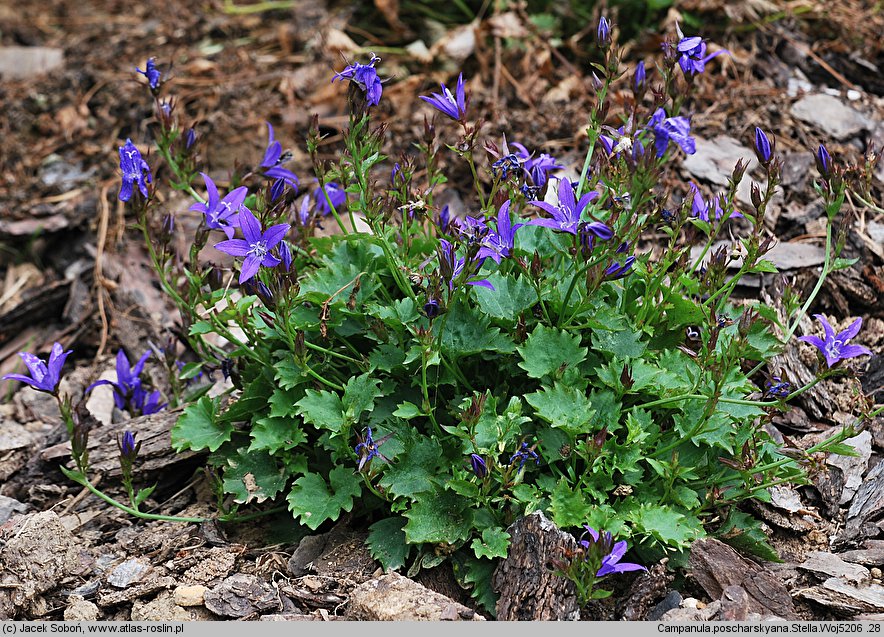 Campanula poscharskyana (dzwonek Poszarskiego)