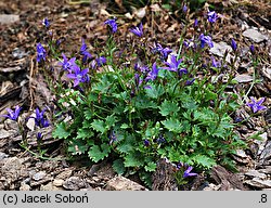 Campanula poscharskyana (dzwonek Poszarskiego)