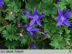 Campanula poscharskyana (dzwonek Poszarskiego)