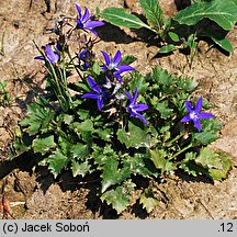 Campanula poscharskyana (dzwonek Poszarskiego)