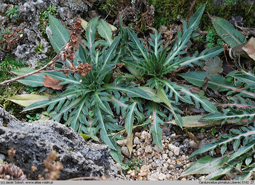 Carduncellus pinnatus