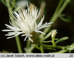 Centaurea diffusa