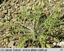 Centaurea diffusa