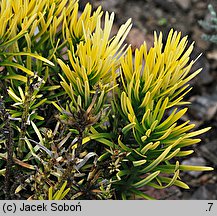 Cephalotaxus harringtonia Korean Gold