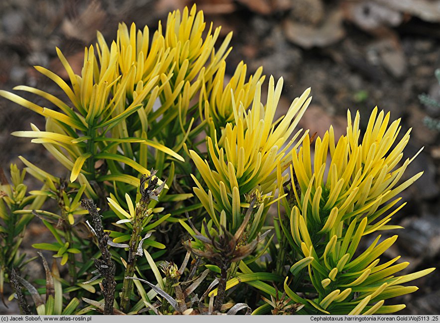 Cephalotaxus harringtonia Korean Gold