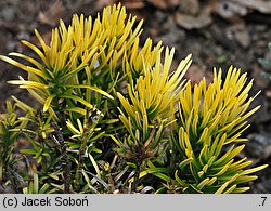 Cephalotaxus harringtonia Korean Gold