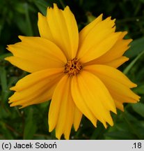 Coreopsis grandiflora Sonnekkind