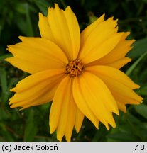 Coreopsis grandiflora (nachyłek wielkokwiatowy)