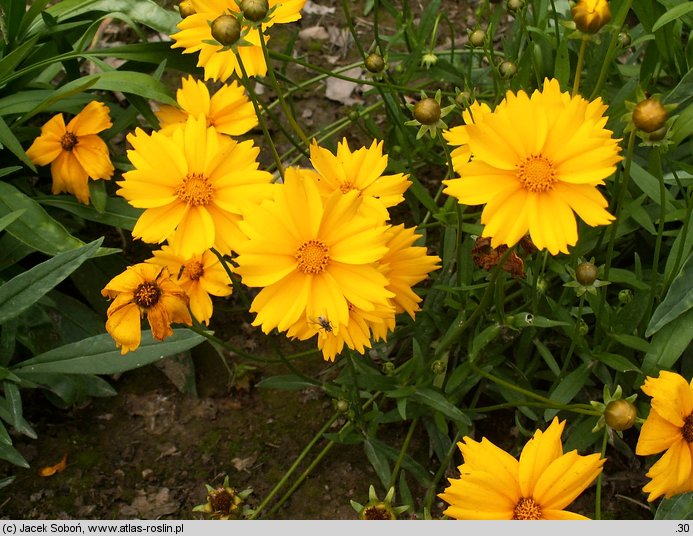 Coreopsis grandiflora Sonnekkind