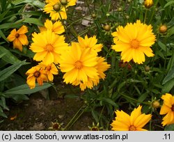 Coreopsis grandiflora (nachyłek wielkokwiatowy)