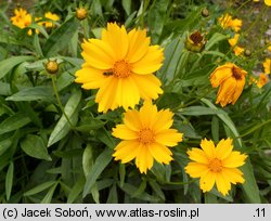 Coreopsis grandiflora (nachyłek wielkokwiatowy)