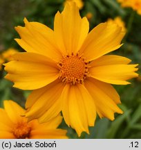 Coreopsis grandiflora (nachyłek wielkokwiatowy)