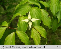 Cornus kousa var. chinensis