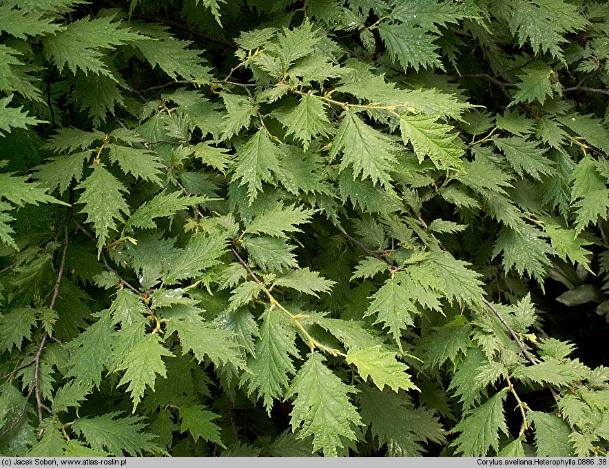 Corylus avellana Heterophylla