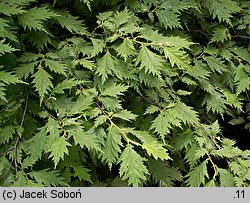 Corylus avellana Heterophylla