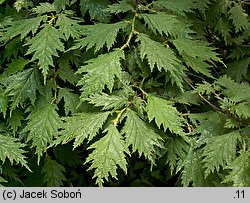 Corylus avellana Heterophylla