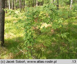 Cotoneaster bullatus