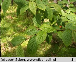 Cotoneaster bullatus