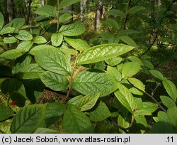 Cotoneaster bullatus