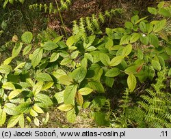 Cotoneaster bullatus