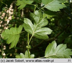 Crataegus rhipidophylla