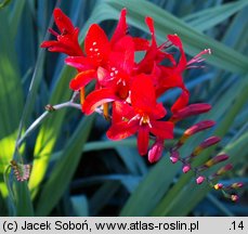 Crocosmia xcrocosmiiflora