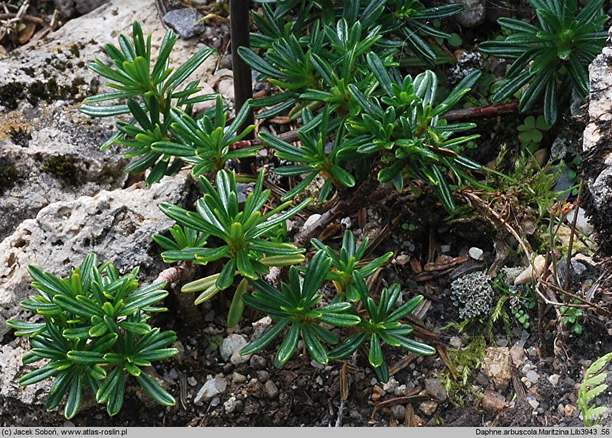 Daphne arbuscula Maritzina