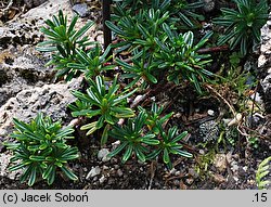 Daphne arbuscula Maritzina