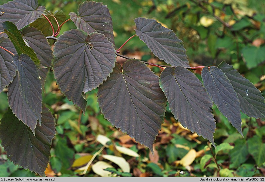 Davidia involucrata var. vilmoriniana