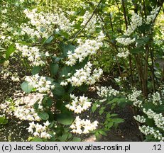 Deutzia scabra