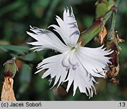 Dianthus plumarius ssp. praecox (goździk postrzępiony wczesny)