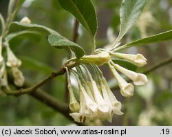 Elaeagnus umbellata