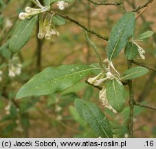 Elaeagnus umbellata