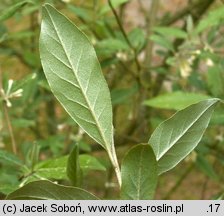 Elaeagnus umbellata