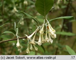 Elaeagnus umbellata