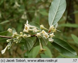 Elaeagnus umbellata