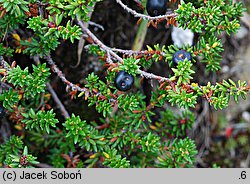 Empetrum hermaphroditum (bażyna obupłciowa)