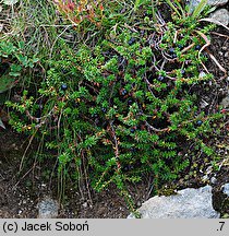 Empetrum hermaphroditum (bażyna obupłciowa)