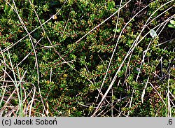 Empetrum nigrum (bażyna czarna)