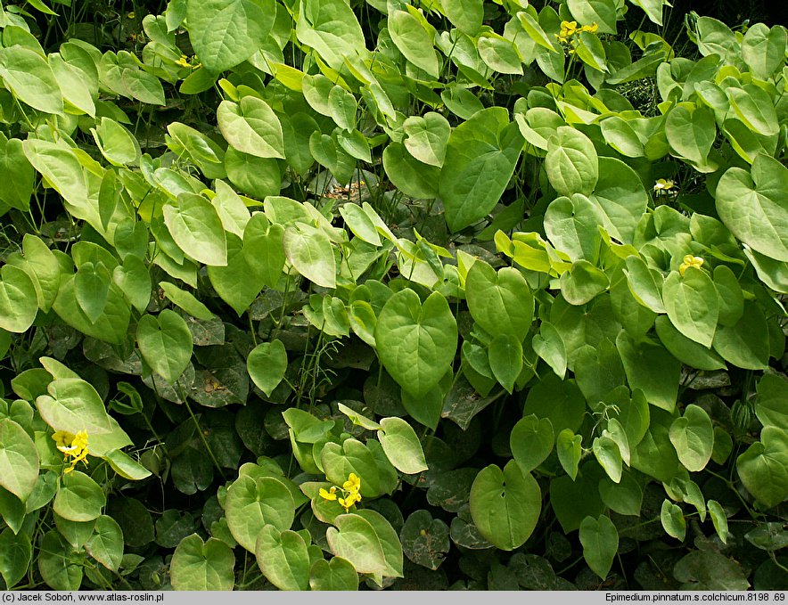 Epimedium pinnatum ssp. colchicum (epimedium pierzaste kolchidzkie)