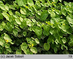 Epimedium pinnatum ssp. colchicum (epimedium pierzaste kolchidzkie)