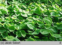 Epimedium pinnatum ssp. colchicum (epimedium pierzaste kolchidzkie)