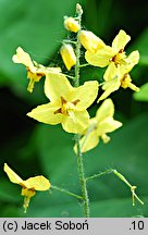 Epimedium pinnatum ssp. colchicum (epimedium pierzaste kolchidzkie)